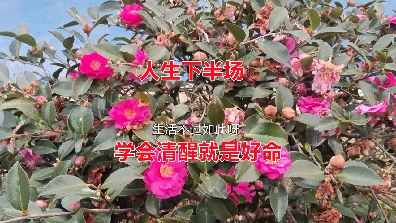 燕语生活怎么样_燕语生活的燕窝价格_燕语生活