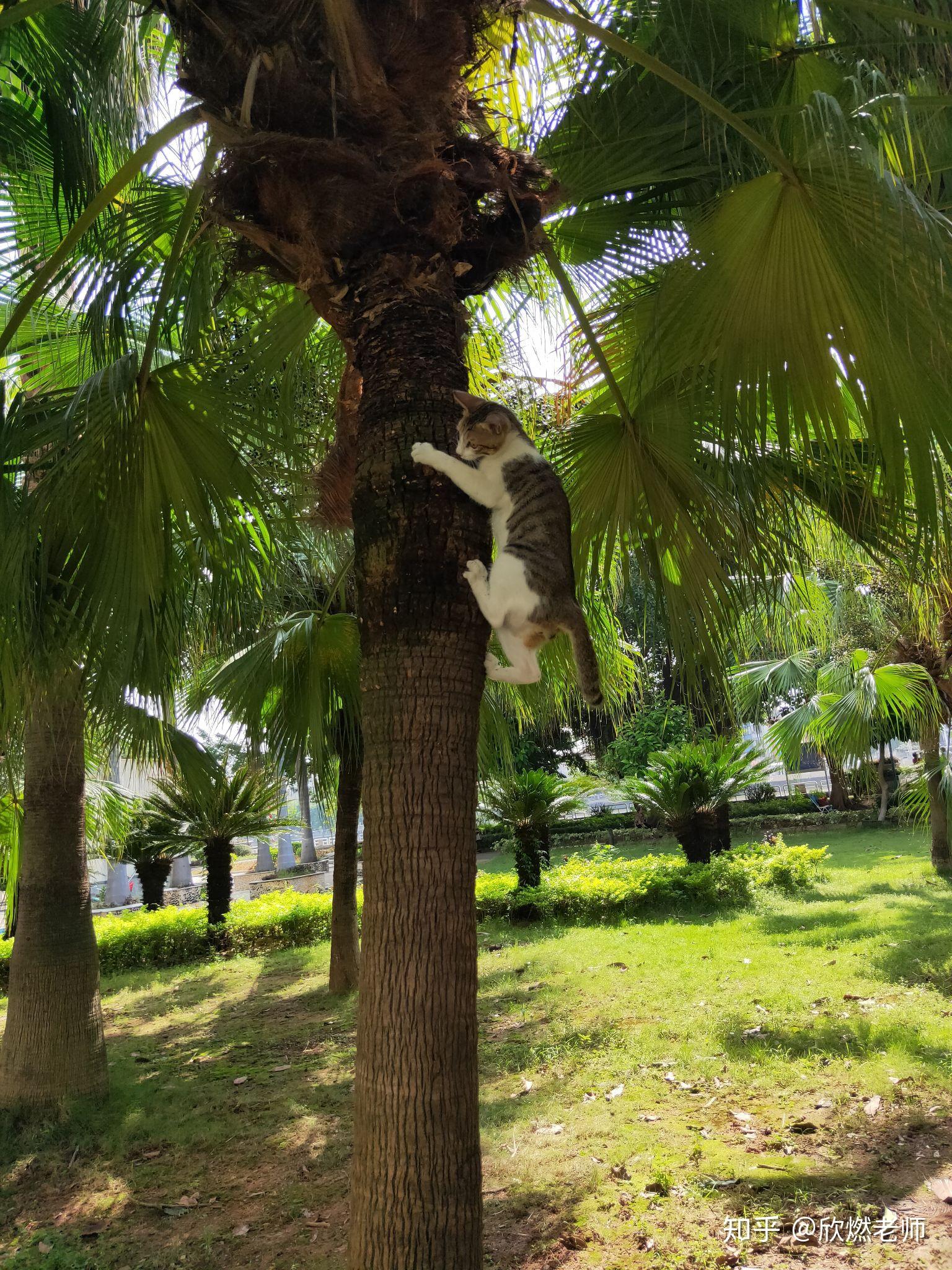 关于猫的各种游戏_猫游戏有哪些_猫游戏交易平台官网