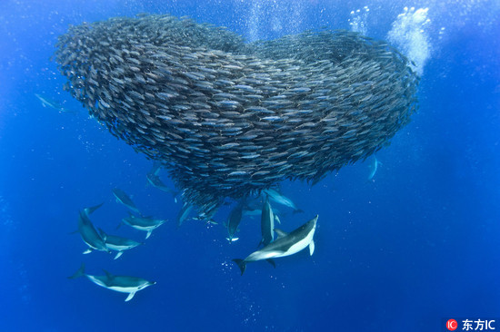 梦幻海底爱心海_梦幻爱心背景图_底耶沙高地差爱心任务