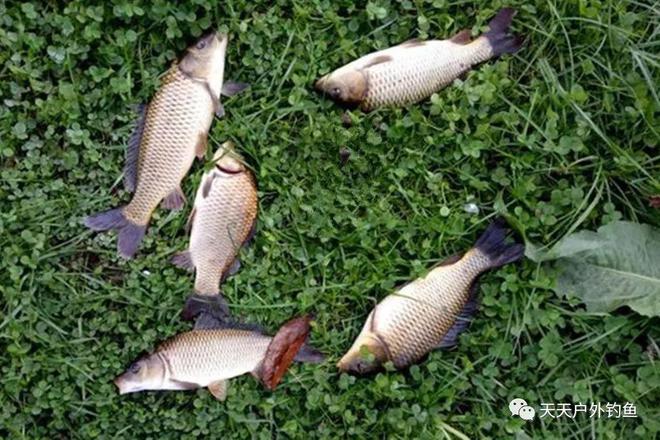 暴雨过后第几天好钓鱼_暴雨过后钓鱼怎么样_暴雨过后钓深还是钓浅