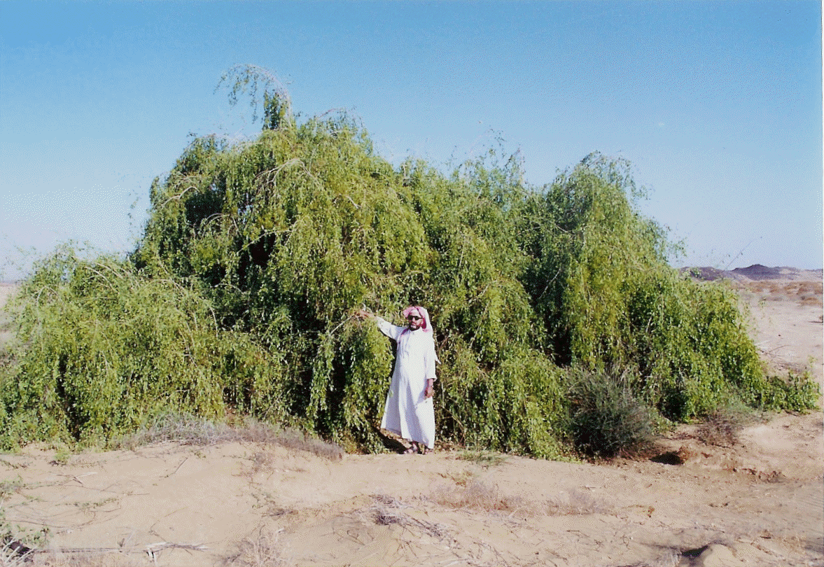 圣经上关于未婚先孕_圣经谈未婚同居_圣经对未婚女性的要求