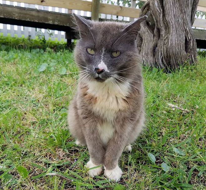 老猫吃小猫_小猫吃老猫的猫粮_老猫为什么吃小猫的粑粑