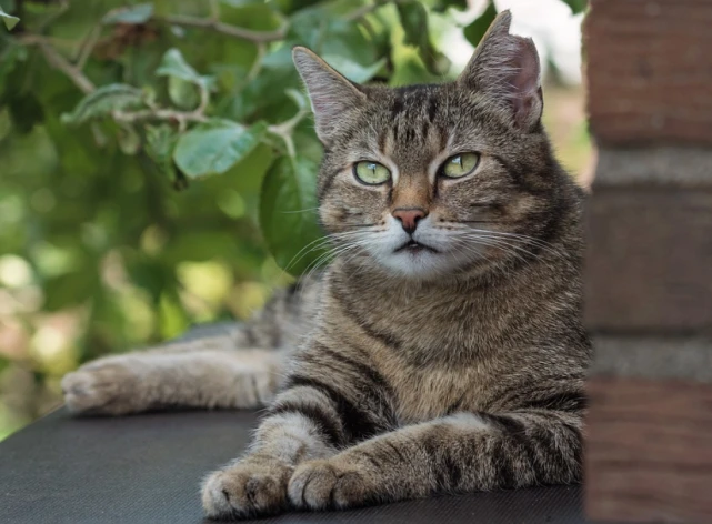 老猫为什么吃小猫的粑粑_老猫吃小猫_小猫吃老猫的猫粮