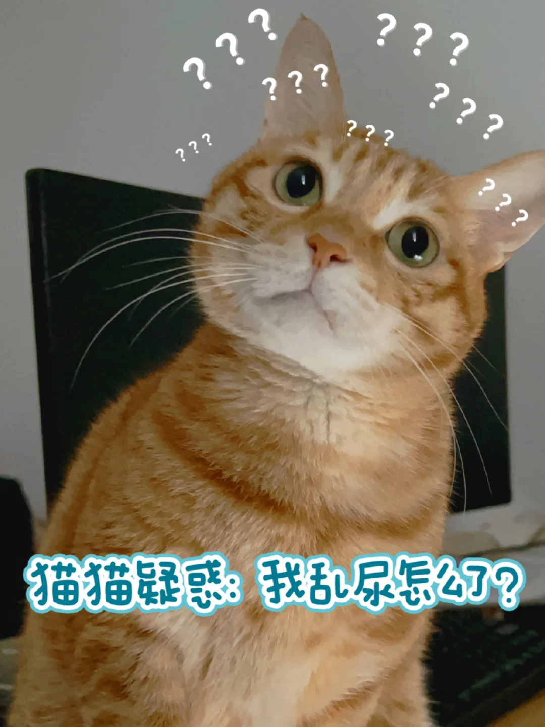 小猫身上尿骚味重_小猫身上尿骚味_小猫身上尿骚味重怎么办