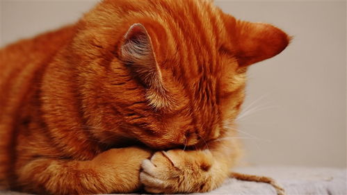 点猫咪游戏,点猫咪游戏的欢乐冒险之旅